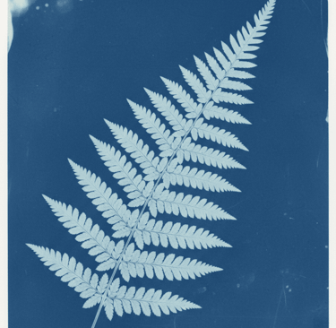 Cianotipia helecho monterrey