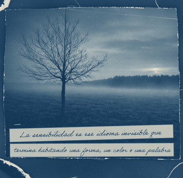 Cianotipia de arbol monterrey