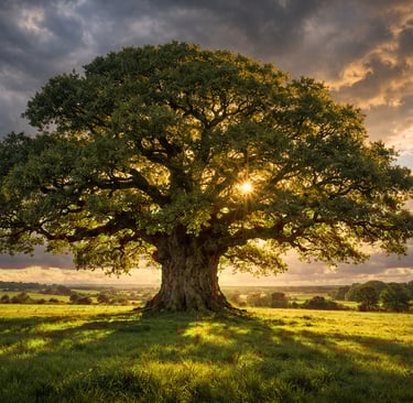 Large ancient oak tree in a green field with golden sunlight shining through branches under a dramatic sunset sky.
