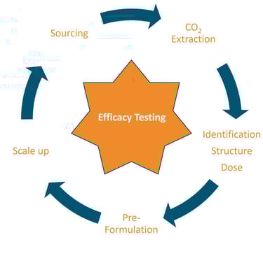 A circular product development cycle diagram showing stages from sourcing to efficacy testing and scale up.