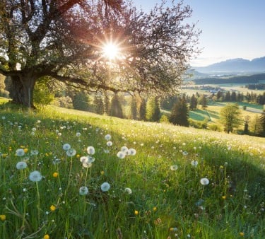 Campagne, champs, soleil filtrant à travers les arbres