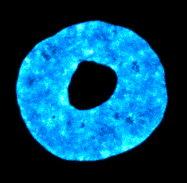 Fluorescent image of a toroidal nucleus.