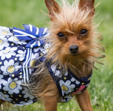 Chihuaha con vestido azul de flores blancas