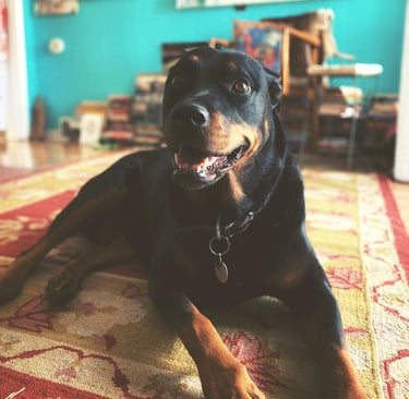 Robin Can Do It Pet Sitter with happy Rottweiler near Carbondale, Colorado