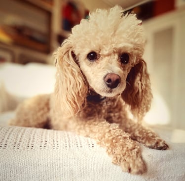 Robin Can Do It House Sitting with toy white poodle in Paonia, Colorado