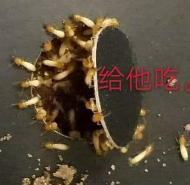 Close-up of worker termites actively feeding on Bio Termite bait inside a patented baiting station f