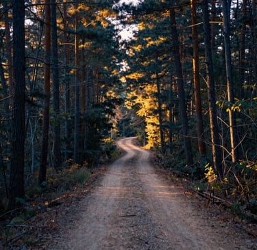 A serene North American forest path at sunrise, with warm golden light filtering through the trees. The path symbolizes a spiritual journey and peace, professionally captured with high detail and a palette of sand and deep blue.