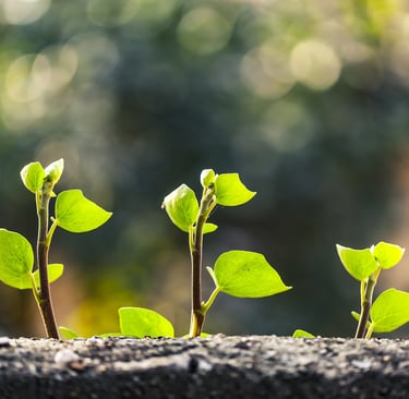 צמיחה והתחדשות – פסיכותרפיה גוף-נפש לנשים לריפוי טראומה וחרדה