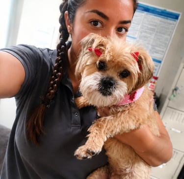 A veterinary professional holding a groomed terrier dog with red bows and a pink collar.