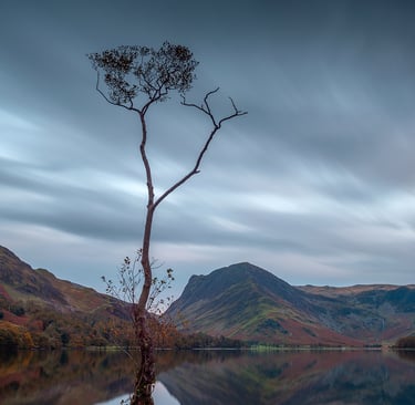 The famous lone tree of Buttermere ©Mick Howard