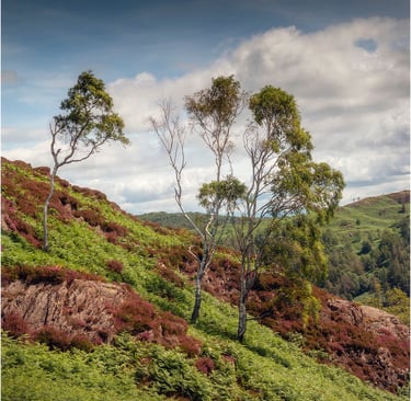 Silver Birch Trees on Holme Fell. ©Mick Howard