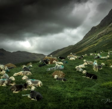 Sheep in Langdale by ©Mick Howard