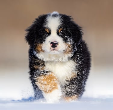 montreal pet photographer