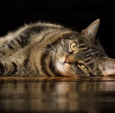 montreal dog cat photographer Ilana Block