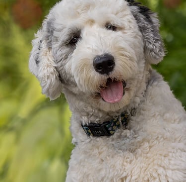 Pet Photography in Montreal Quebec 