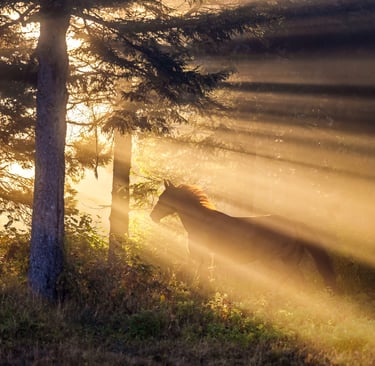 Montreal pet photographer dog horse cat Ilana Block