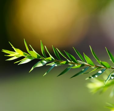 teatree plant