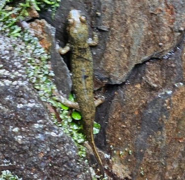 Here, lizard lizard...we found this friend on a hiking trail in French St. Martin.