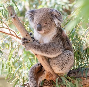 G'day, Mate. A well-known Ozzie comedian thinks I'm lazy.