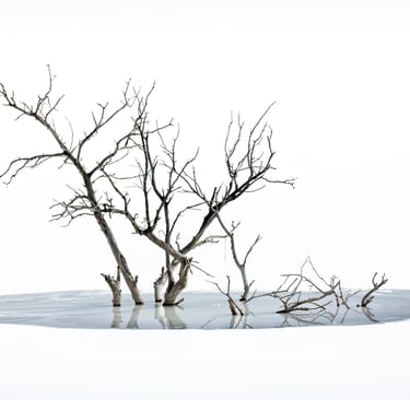 lone tree