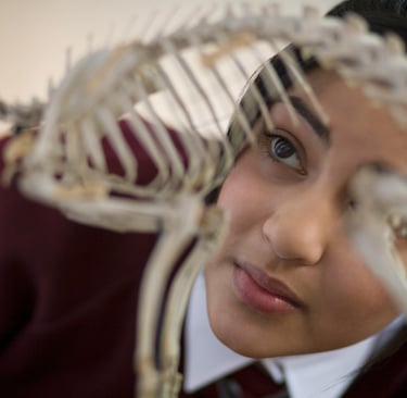 Cambridge A Level Online Tutoring student using maths to analse a vetabrate skeleton