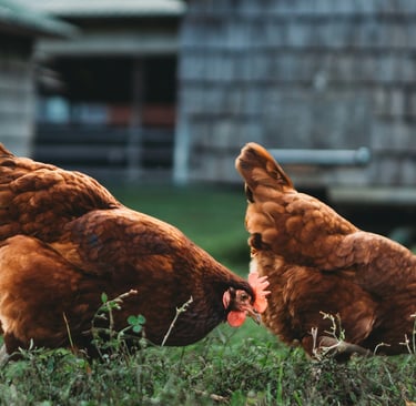 Chickens as a method of cormfort