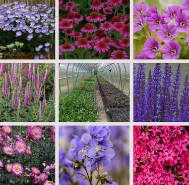 Sodo Kampelio daugiamečiai žoliniai augalai