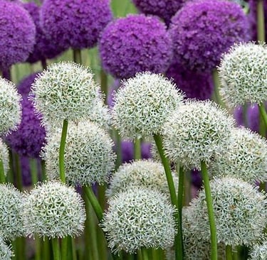 Dekoratyviniai česnakai