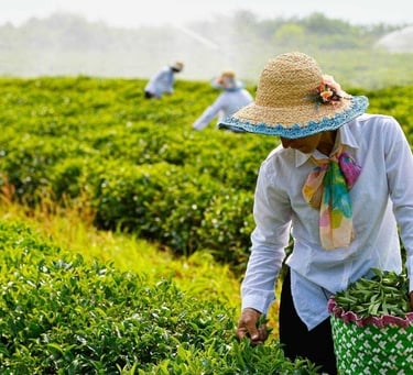 alt="cooking class baku" alt="azerbaijani cooking experience" alt="baku cooking workshop" alt="tradi