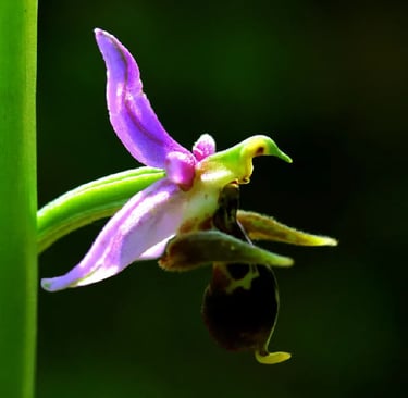 alt="cooking class baku" alt="azerbaijani cooking experience" alt="baku cooking workshop" alt="tradi