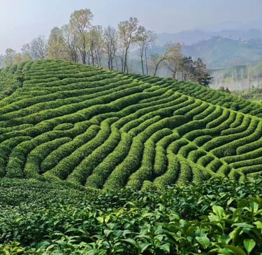 Xinyang tea garden in Henan China