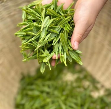 Xinyang Maojian green tea leaves