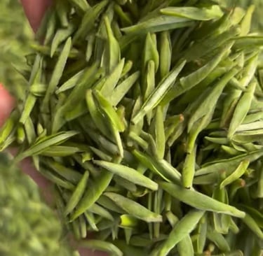 Dry Xinyang Maojian green tea leaves