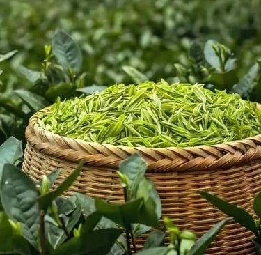 Dry Xinyang Maojian green tea leaves