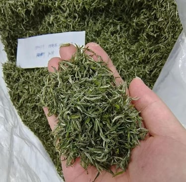 Xinyang Maojian green tea leaves