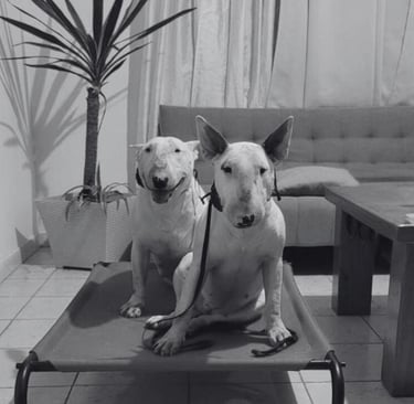 Dos Bull Terrier blancos en una cama elevada en escuela de adiestramiento en San Luis Potos