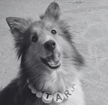 Sheltie feliz sonriendo usando un collar personalizado con el nombre TARA