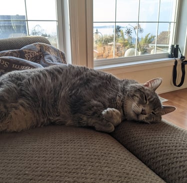 Olympia Cat Sitter