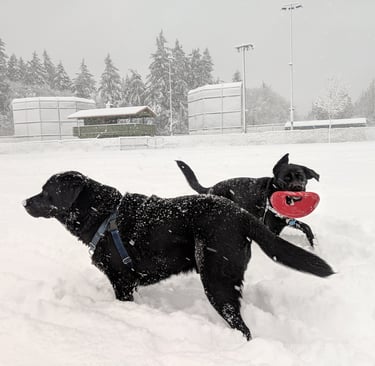 Dogs Playing in the Snow in Olympia WA