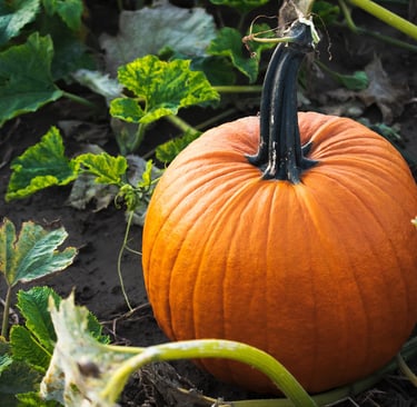 wikifaith-encyclopedia-wikipedia-wikileaks-halloween