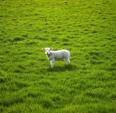 wikifaith-encyclopedia-wikipedia-wikileaks-jesus-son-of-god