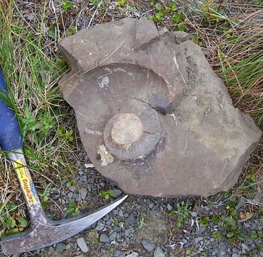 wikifaith-encyclopedia-wikipedia-wikileaks-paleontology