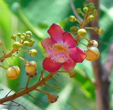 wikifaith-encyclopedia-wikipedia-wikileaks-sanctification