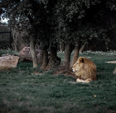 lion in a cage