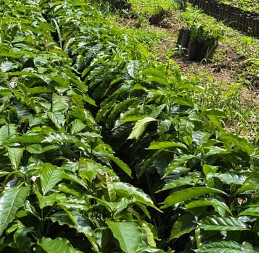 farmer with a bunch of coffee plants