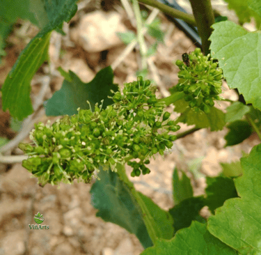 Sustainable vineyard service in Mallorca