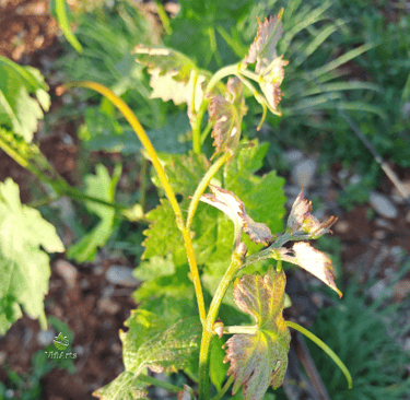 Sustainable vineyard planting with ViñArts Mallorca