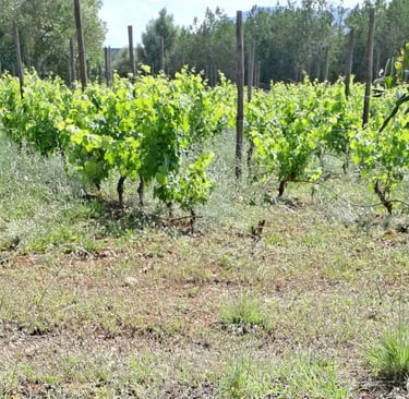 Service to vineyards in Mallorca