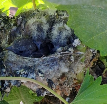 polluelos en viñedos ecológicos Mallorca