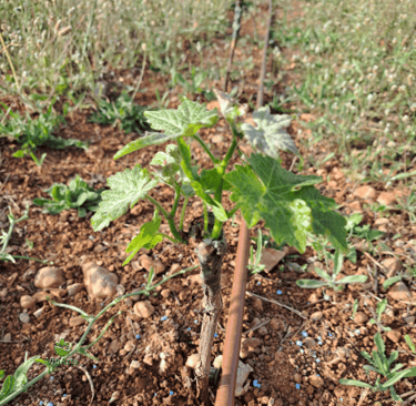 Organic vineyard planting with ViñArts Mallorca